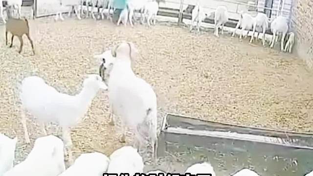 好奇心强的羊，总会受到伤害