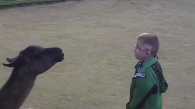 跟骆驼互吐口水，还是太年轻啊。