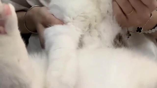 光明正大水视频#猫咪摇