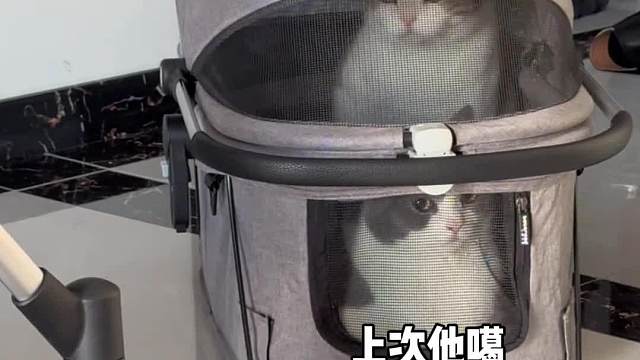 回家过年啦#我和我的猫#beberoad