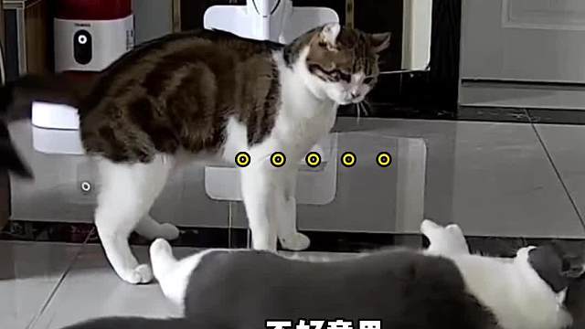 排：走走道儿让人打一耳雷子#小猫咪能有什么坏心眼