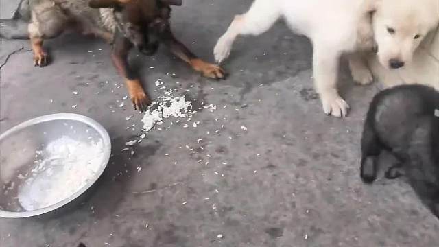 狗狗一起吃饭金毛狗被赶走