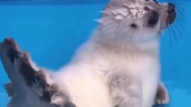 好了！今天你总算见识到什么是真的嘘！低调