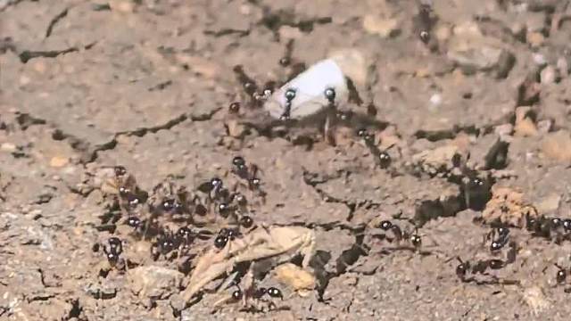 蚂蚁搬运食物回家蚂蚁搬运食物回家