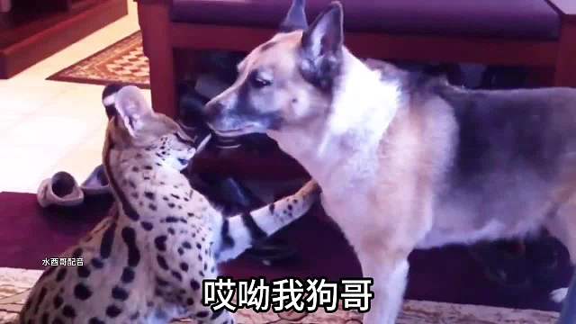 狗子逐渐迷失了自我！