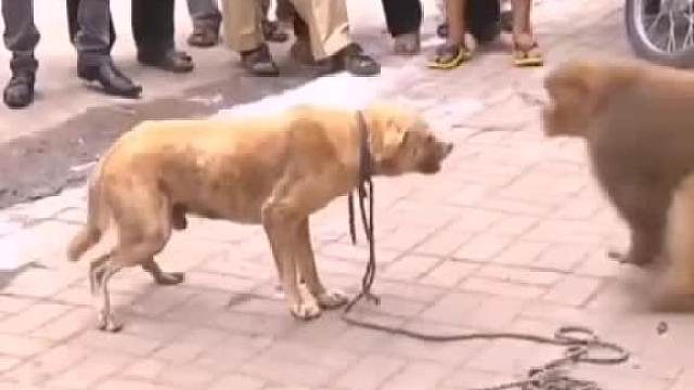 猴子成精啦！好多人