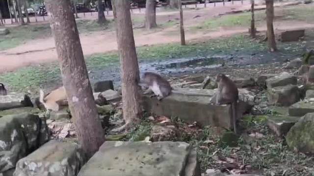 猴子：这是真狗