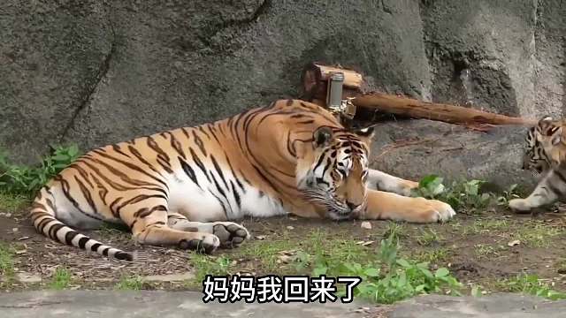 虎爸爸的快乐生活！