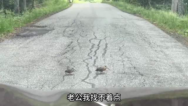 卡点说动物的丘鹬！