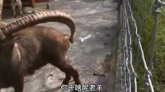 老羊的勾股定律！