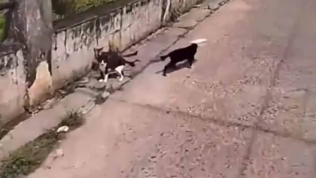 #小动物能有什么坏心思#看一遍笑一遍#专治不开心