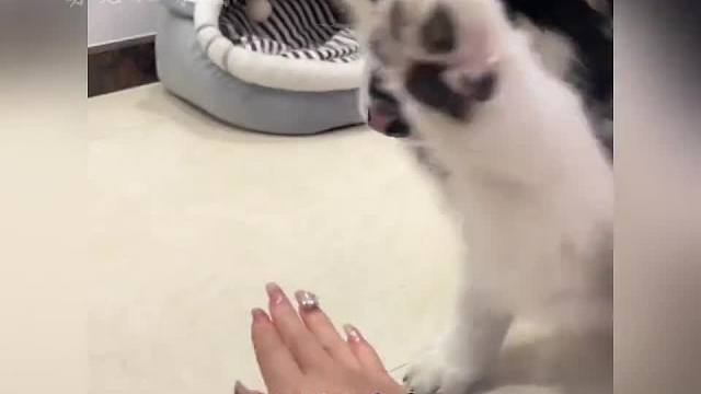 狗狗的治愈瞬间#一定要看到最后