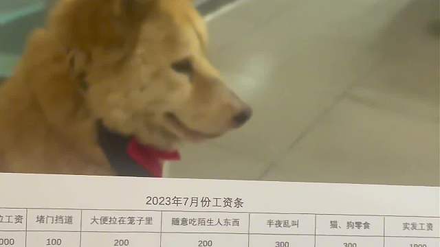 这是一只年薪三万的狗子#一定要看到最后