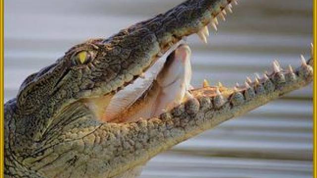 食人鳄鱼被十几个村民合力抓捕，腹中竟只留下一块儿童手表。 #奇葩  #鳄鱼  #纪录片解说