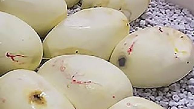 见过开盲盒，那你见过开蟒蛋吗 #蛇蛋 #蛇 #动物