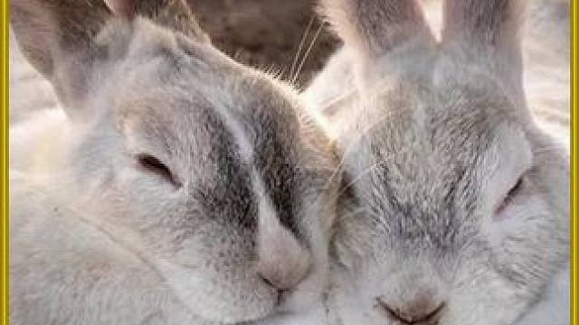 人工助产的鱼卵竟有这么多，过程十分解压。#伟大的母爱 #鱼 #水族