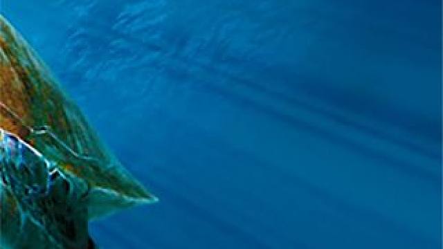 牛蹄感染病变，师傅心惊胆战。 #解压  #修牛蹄  #动物救助  #纪录片