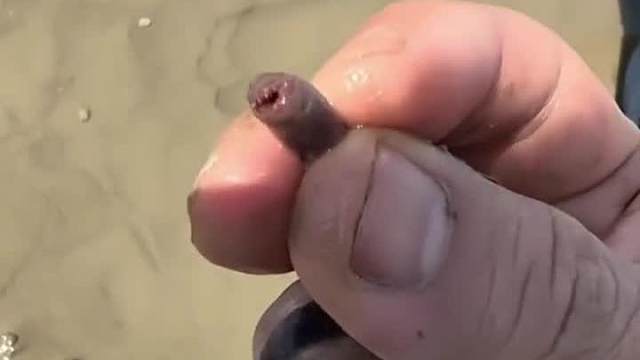 海边惊险神奇生物...那好吃吗？