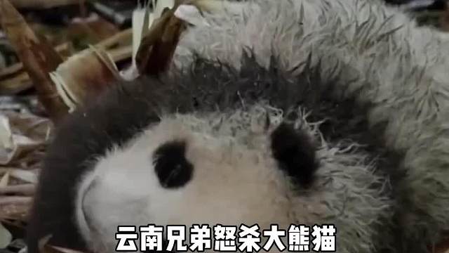 真杀了大熊猫判多少年？