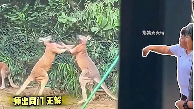 盘点动物园的搞笑动物，真是成精的一群小可爱 #动物园里有什么 #搞笑视频 #拯救不开心