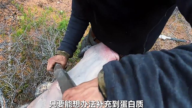 6名选手荒岛生存，捕获野生黄金狐，烹饪兔肉大餐，用弓箭射松鸡 #荒野求生 #野外生存 #户外