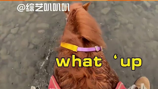 大冬天的看的人心里暖暖的#搞笑 #马 #卧龙凤雏