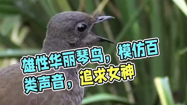 雄性华丽琴鸟，几乎能模仿世界上所有的声音，只为获得女神的欢心