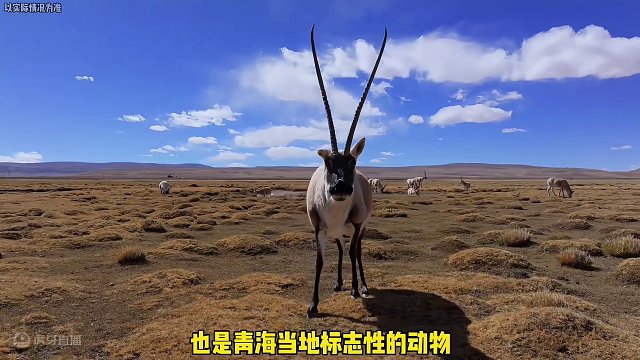 你的车牌是什么图案呢？#车牌 #汽车 #图案￼￼