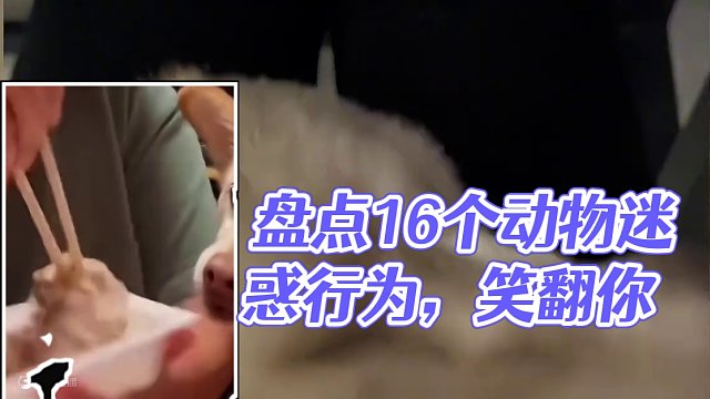 盘点16个动物迷惑行为#看一遍笑一遍 #每日一笑 #动物的迷惑行为