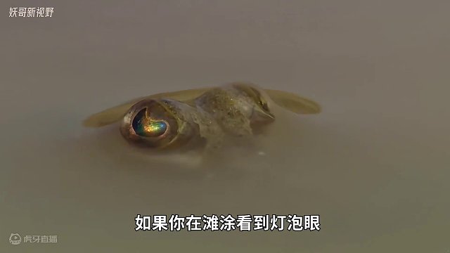 会跳舞的鱼，成就舌尖上的美味#纪录片充电计划 