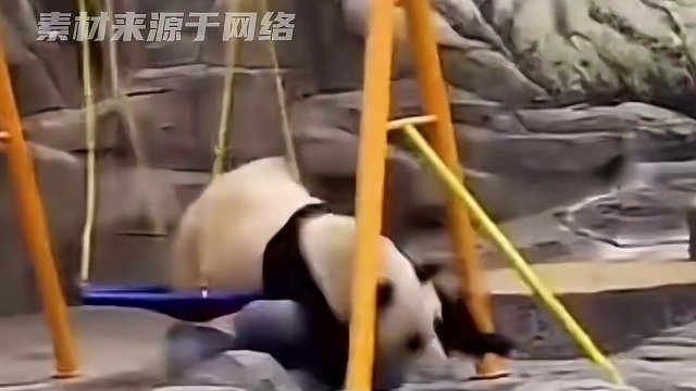 这大概是我跟国宝唯一的共同点了吧#熊猫 #国宝 #熊猫下班速度