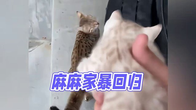 麻麻骂骂咧咧回来了：少管我！！！