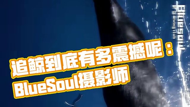 追鲸到底有多震撼呢
：BlueSoul摄影师
#随手拍带你看风景 #画面太美 旅行 #一不小心