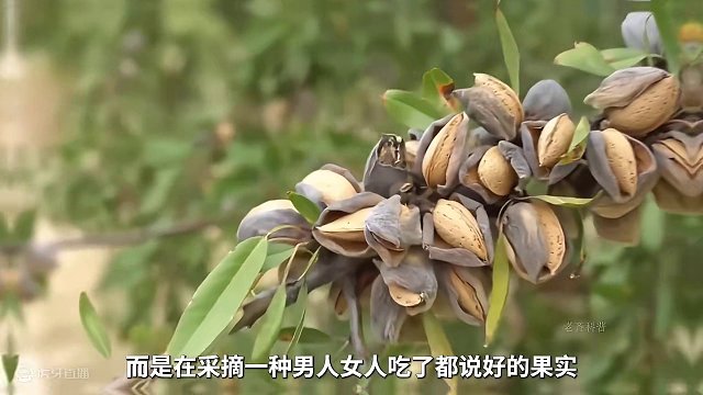 这个大块头抱紧树干一哆嗦，竟然掉下来了这种美食#酸奶巴旦木 #制作过程 #科普 #坚果 #妈呀太好吃