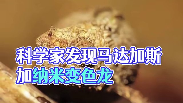科学家在马达加斯加发现Z小的爬行动物：纳米变色龙。
