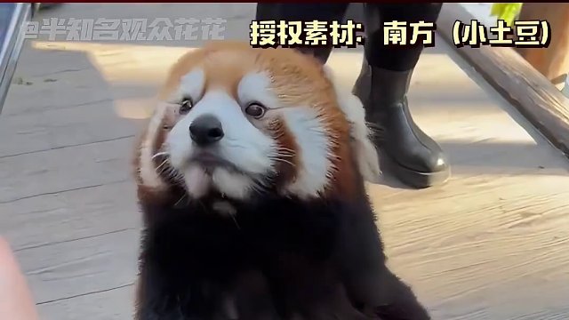 小熊猫心想“完了冲我来的！”#小熊猫 #萌宠 #动物 #可爱 #搞笑