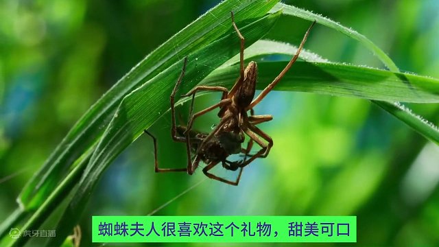 花样送礼的盗蛛
#上热门 #蜘蛛 #动物世界精彩解说 #幽默解说 #动物