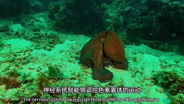 《自然探索》章鱼变色的原理 #潜水 #海洋生物 #水下拍摄