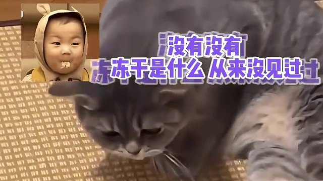 银渐层：你有看见冻干嘛，黑猫一边嚼一遍说：我没看见呀，真奇怪哈#娱乐评论大赏 #搞笑 #萌宠