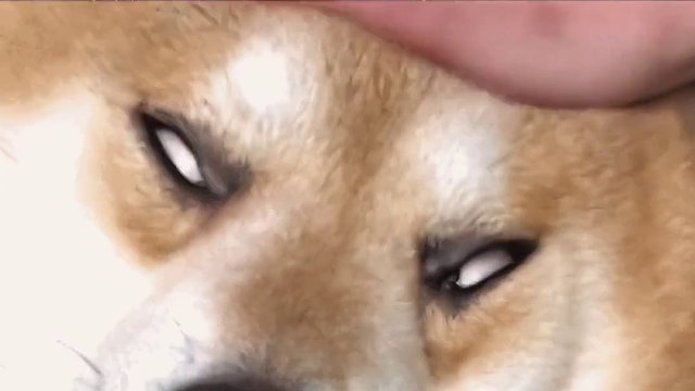 狗子：老登，我真的会谢！！！