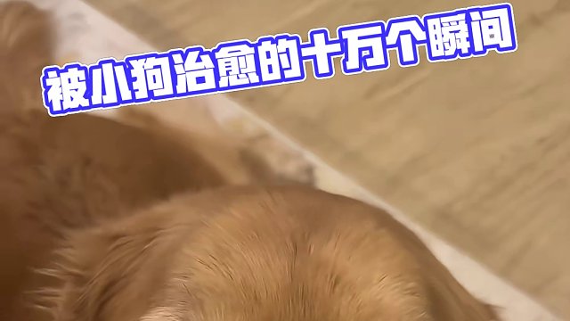 一听到这首歌，就想起了我的小狗#被小狗治愈的一万个瞬间