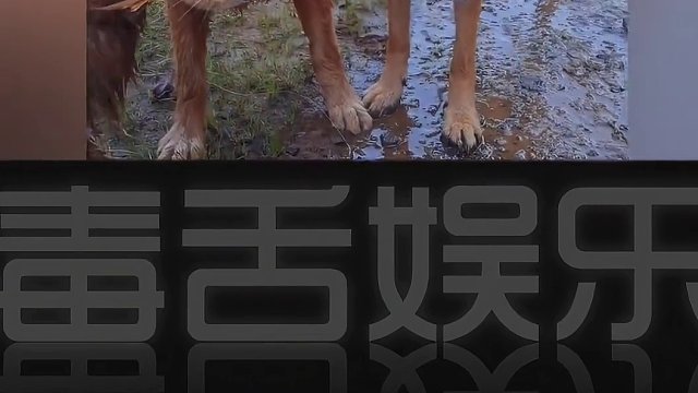 金毛：这老登能不能专心点