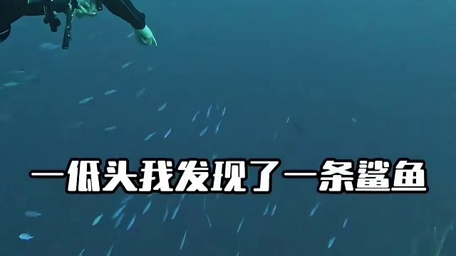 这难道就是马尔代深海里传说中最大的鲨鱼？！#真藏实窖自然兼香 #藏不住的年味 #兼20为坚持干杯 #