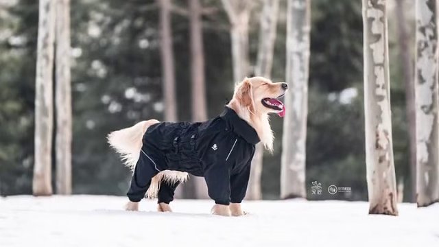 #狗狗玩雪 的快乐 比拍到雪后放晴的小狗更幸运的是雪后夕阳的快乐小狗#狗狗拍照比我会摆姿势 #被小狗