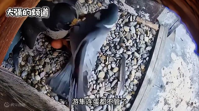 鸽子飞到了游隼的巢穴，这是怎么回事呢#野生动物零距离 #动物的迷惑行为