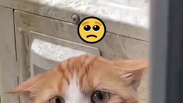 猫猫：你好，又……又是我……能给点儿吃的吗#小猫咪能有什么坏心眼 #动物的迷惑行为