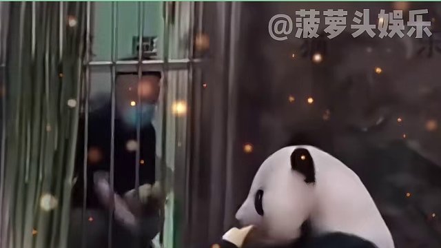 人教版小熊猫 #萌二 ，会的技能还真多！#娱乐评论大赏 #搞笑 #熊猫 #动物的迷惑行为