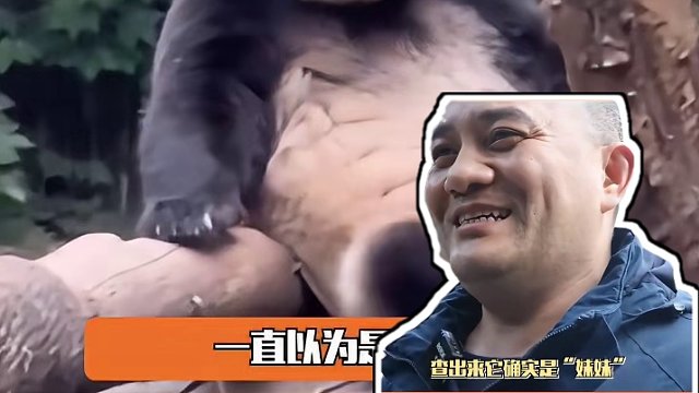 迄今为止熊猫圈最大的瓜#熊猫 #和叶 #大熊猫和叶是女孩