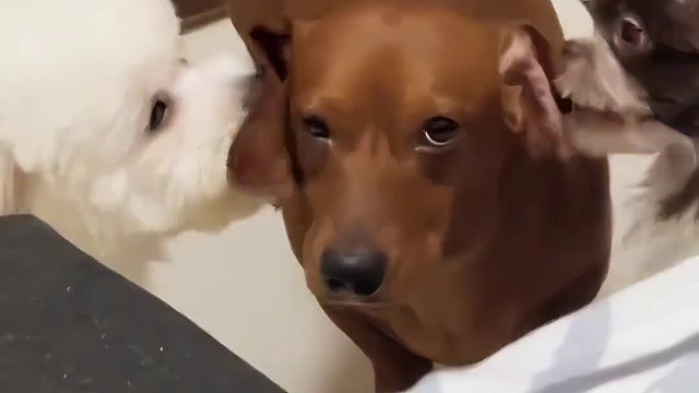 狗：你真的不管管这两只吗？？？