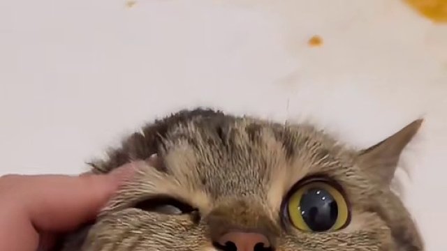 哈哈，眼神中只剩下惊恐与无助